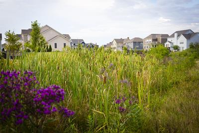 Black Oak Neighborhood