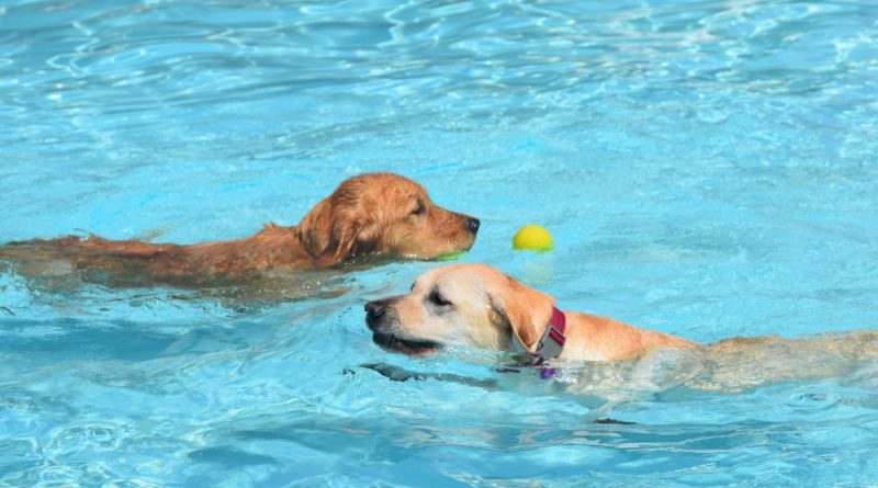 Dogs swimming in pool